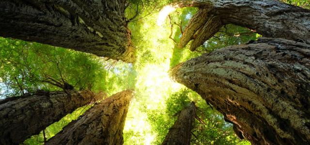 Well Grown Trees